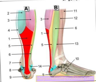 Figure Achilles tendon