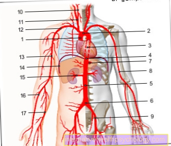 Figure aorta