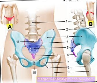 Figure pelvic bones