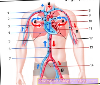 Ilustração de circulação sanguínea