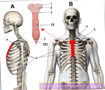 Obrázok hrudnej kosti