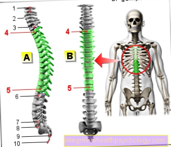 Figure thoracic spine