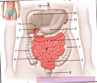 Illustration small intestine