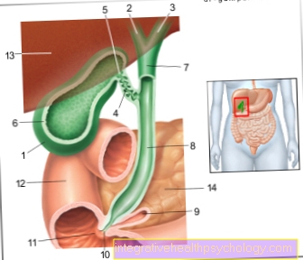 Illustration gallbladder