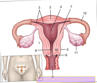 Figure utérus