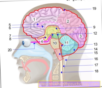 Illustration hjärnan