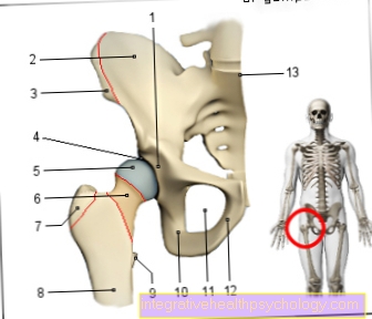 Figura articulación de la cadera
