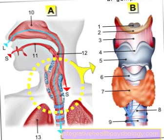 Figure larynx