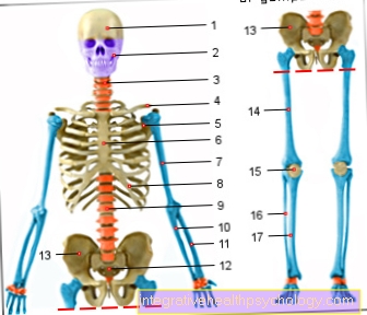 Figure bone overview