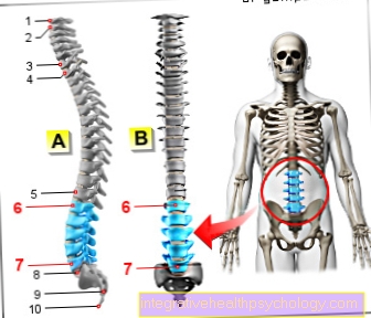 איור עמוד השדרה המותני