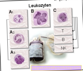 Figur leukocytter