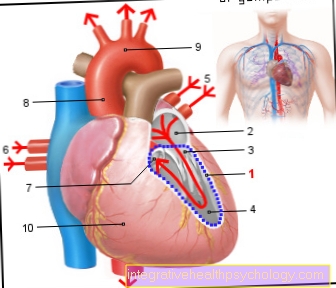 Left ventricle illustration