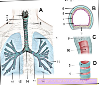 Figure trachea