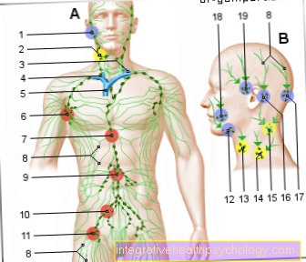 Figura sistema linfático