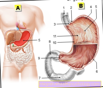 Figure stomach