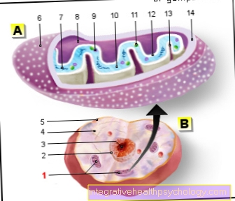 Illustration mitochondria