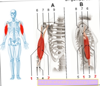 Biceps brachii muskuļa ilustrācija