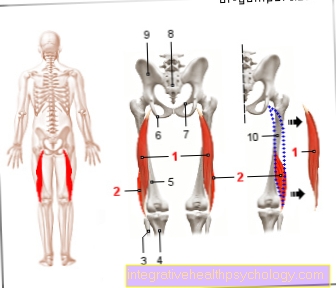 ภาพประกอบของกล้ามเนื้อ biceps femoris