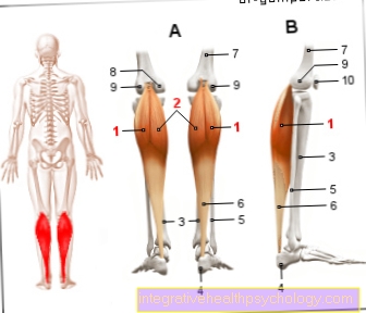 Фигура стомашно-мускулна мускулатура