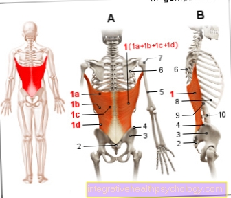 Músculo de la figura - músculo ancho de la espalda