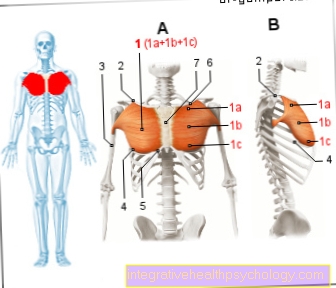 Figure muscle - pectoralis major