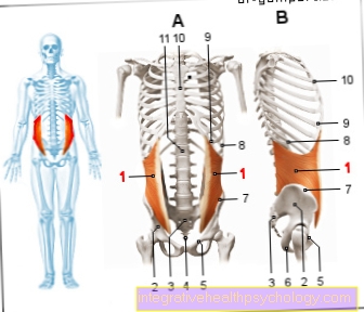 Figur Muskel - Intern skrå magemuskulatur