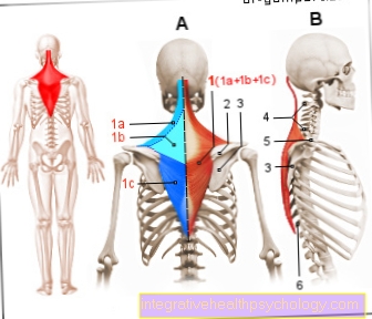 Figure muscle - trapezius