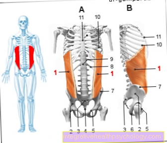 Figure Muscle - External oblique abdominal muscle