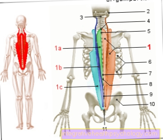 Rysunek mięśniowy - prostownik kręgosłupa