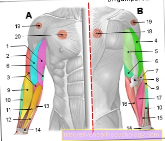 Figure muscles - arm
