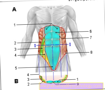 شكل عضلات البطن