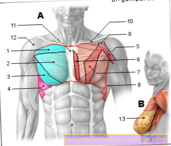 Obrázok svaly - hrudník