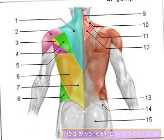 Figure muscles - back