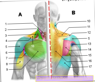 Figure muscles - shoulder