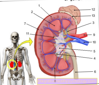 Figure kidney