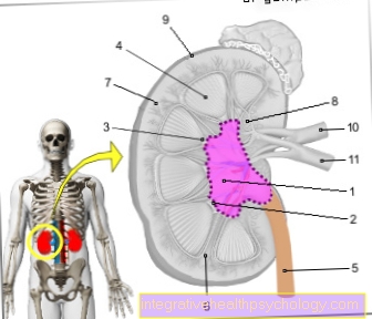 Figure renal pelvis