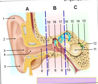 Figure ear