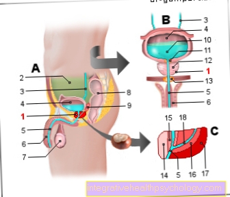 Figure prostate (prostate gland)