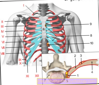 Figure ribs