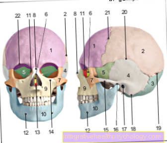 Figure skull
