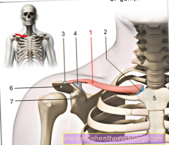 Figure collarbone