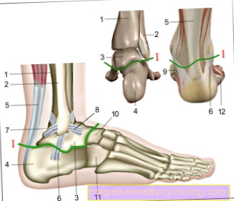 Lower ankle illustration