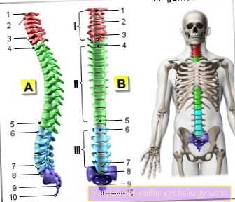 Gambar tulang belakang