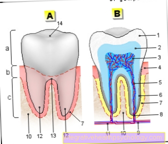 Hình giải phẫu răng