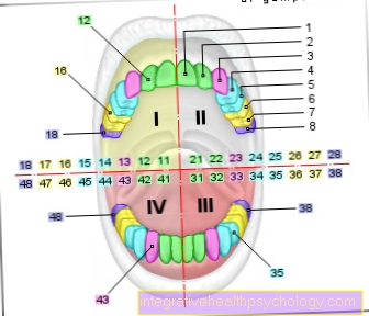 Illustration tooth scheme