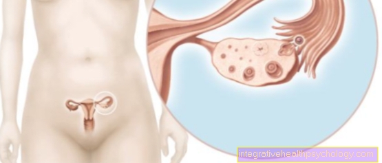 Ovarian anatomy