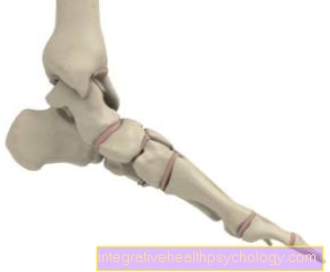 Anatómia prstov na nohe