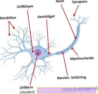 Structure of the nervous system