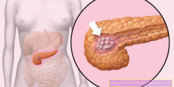 Functions of the pancreas