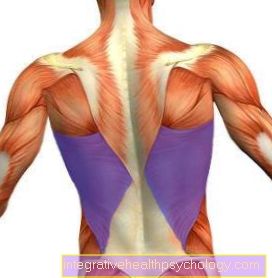 Broad back muscle
